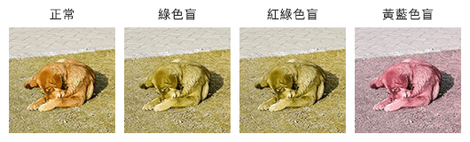 狗狗照片：由左至右分別模擬正常視力、綠色盲、紅綠色盲及黃藍色盲看到的照片成像。